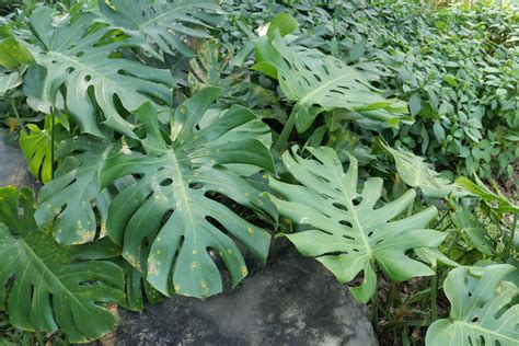 龜 植物|龟背竹